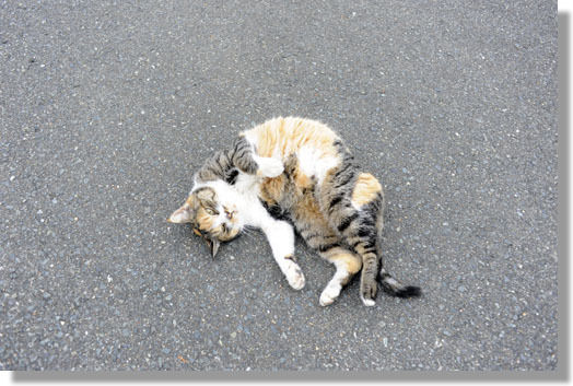 うちのとらまる