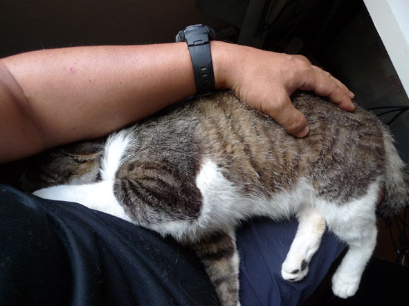 うちのとらまる