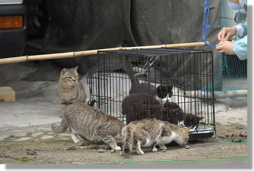 うちのとらまる