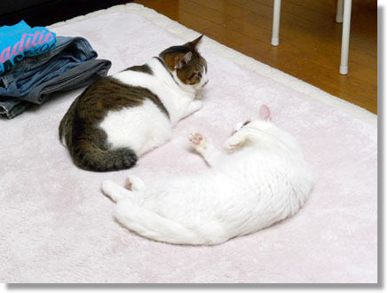 うちのとらまる