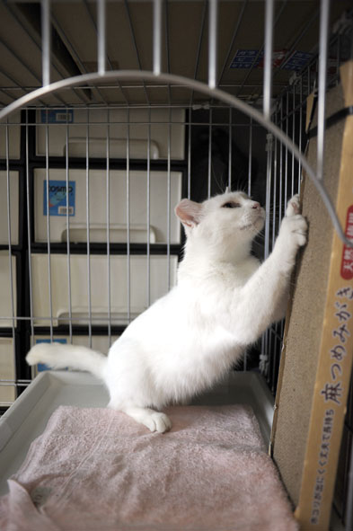 うちのとらまる