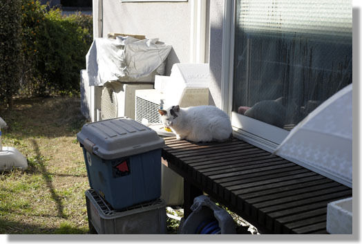 うちのとらまる