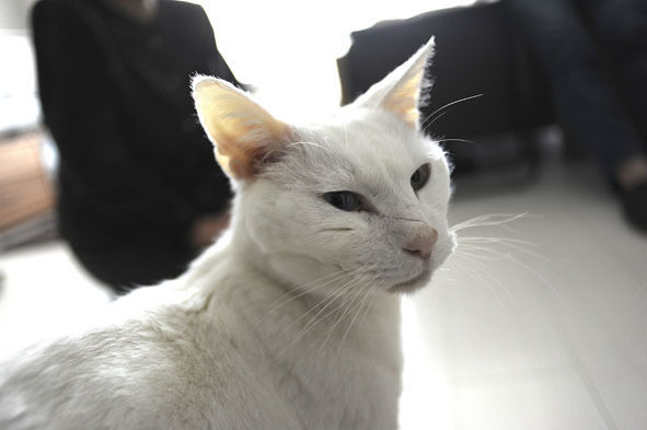 うちのとらまる