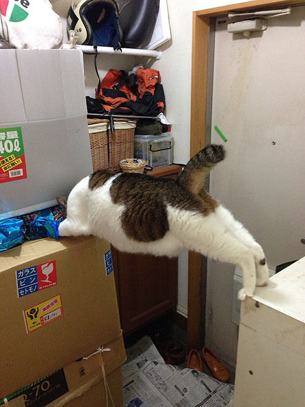 うちのとらまる