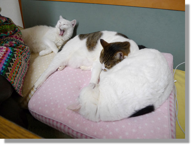 うちのとらまる
