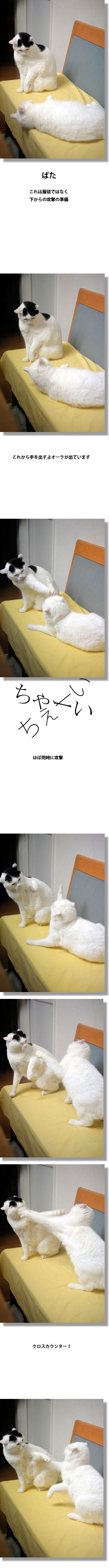 うちのとらまる