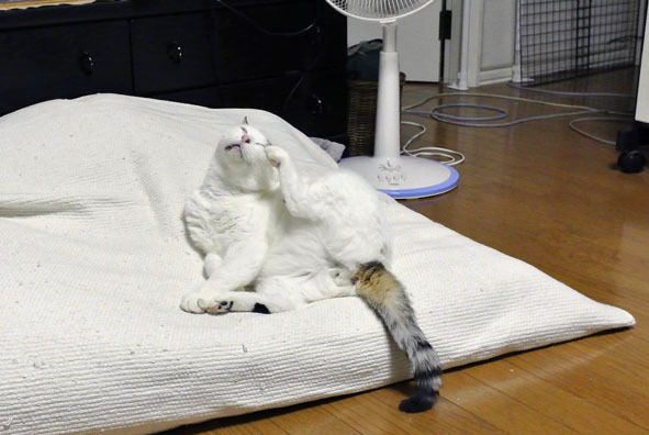 うちのとらまる