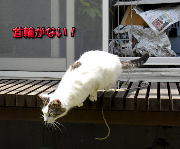 うちのとらまる