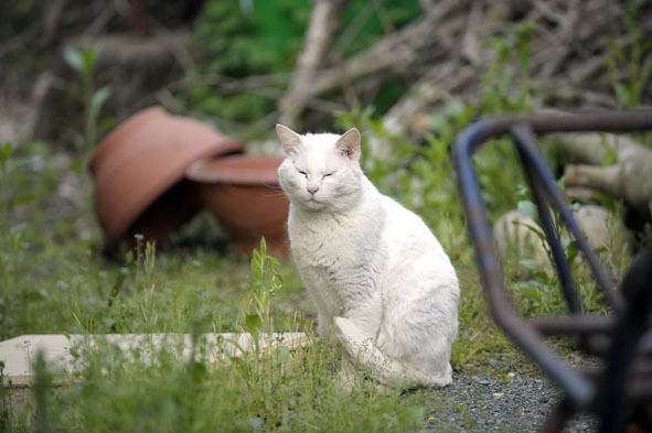 うちのとらまる