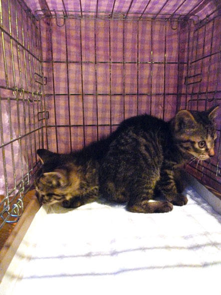 うちのとらまる