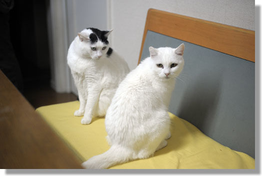 うちのとらまる