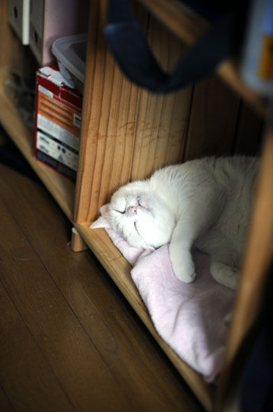 うちのとらまる