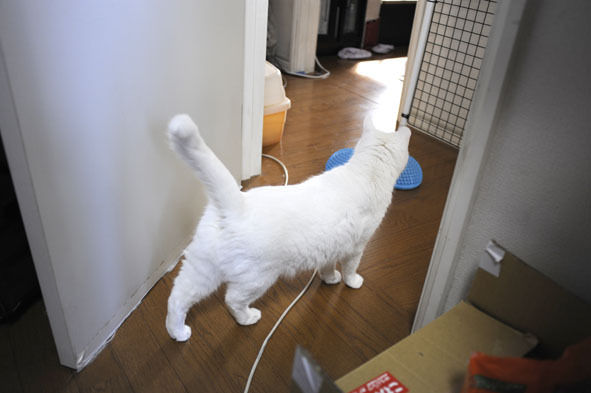 うちのとらまる