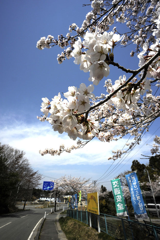 うちのとらまる