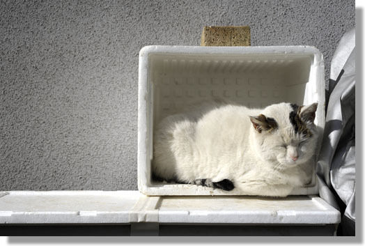 うちのとらまる