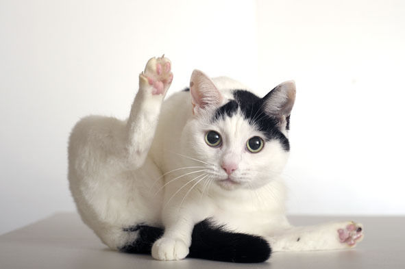 うちのとらまる