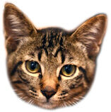 スモールおうちゃん