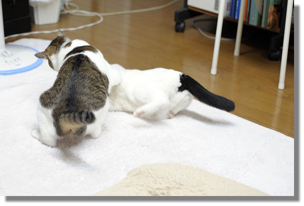 うちのとらまる