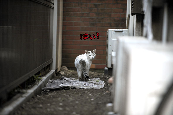 うちのとらまる