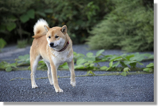 うちのとらまる