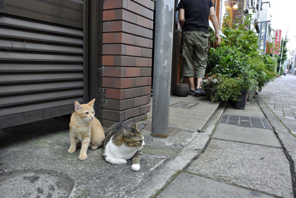 うちのとらまる