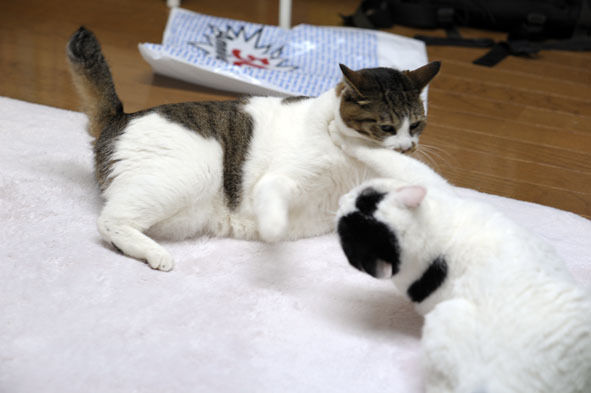 うちのとらまる