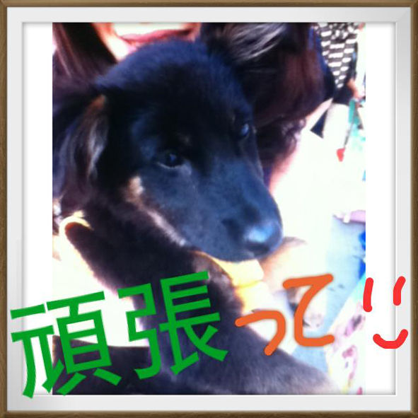 うちのとらまる