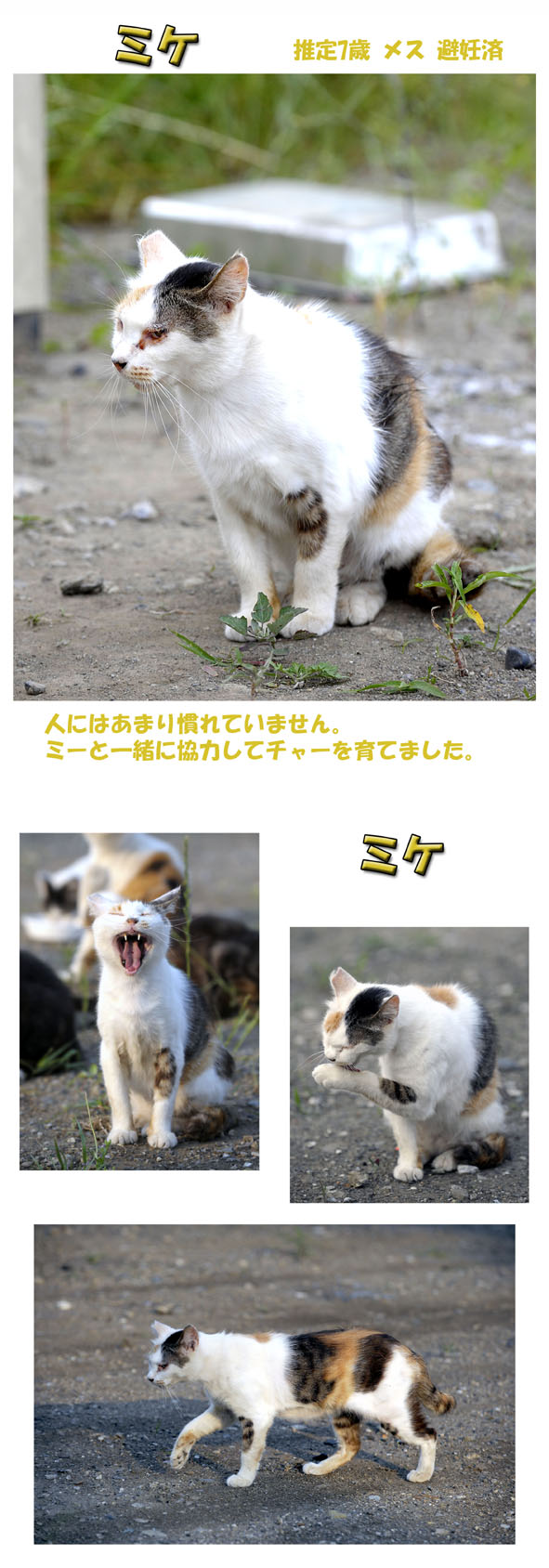 うちのとらまる