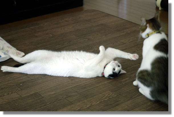 うちのとらまる