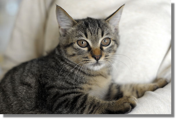 うちのとらまる