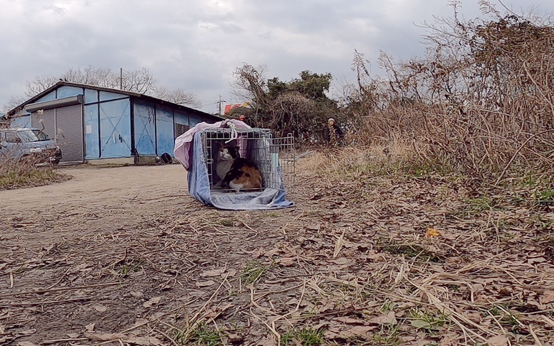 lミーコリターン