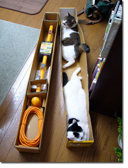 うちのとらまる