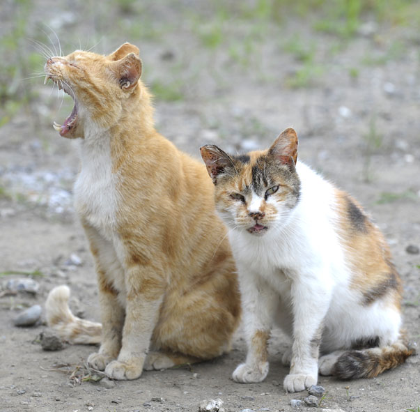 うちのとらまる