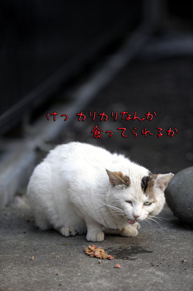 うちのとらまる