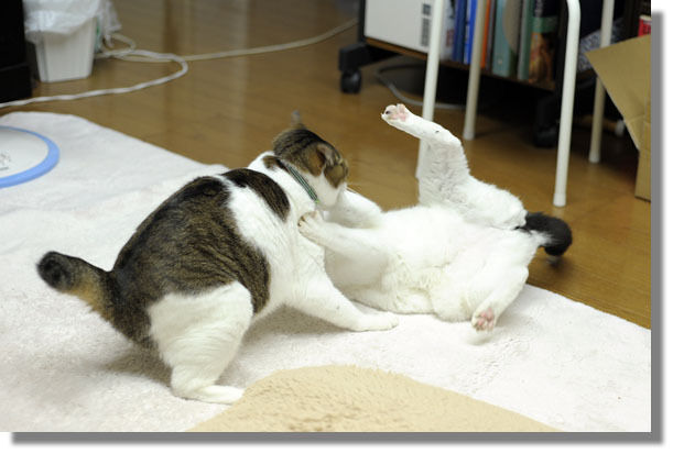 うちのとらまる