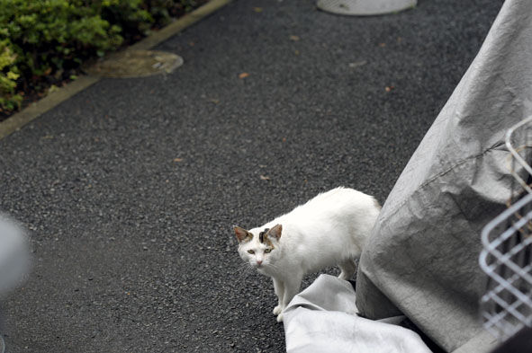 うちのとらまる