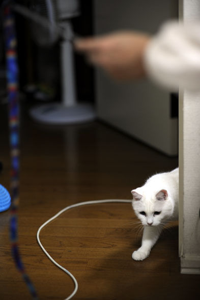 うちのとらまる