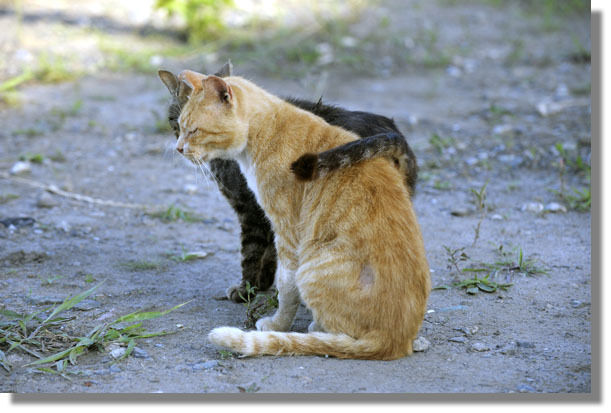 うちのとらまる