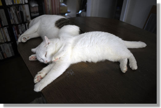 うちのとらまる