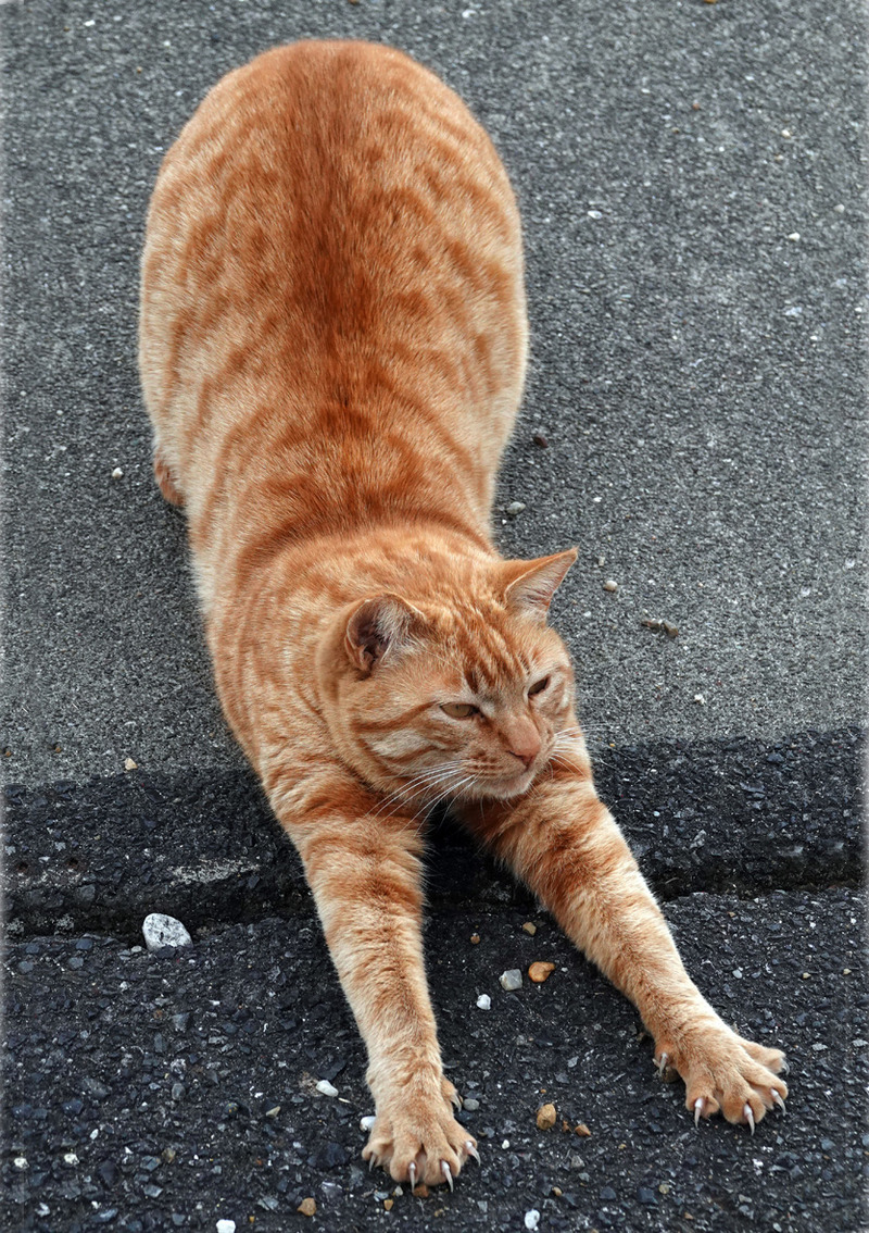 lマイケルプリント用に横幅