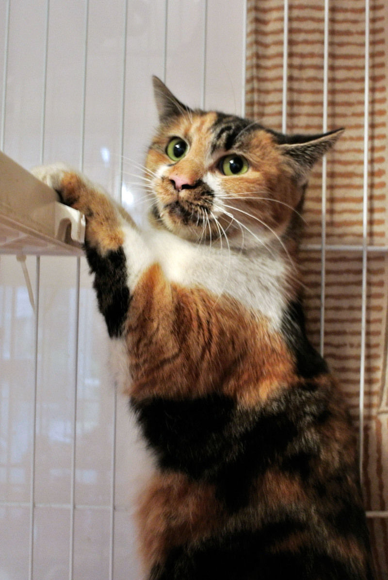 うちのとらまる