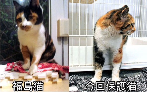 うちのとらまる