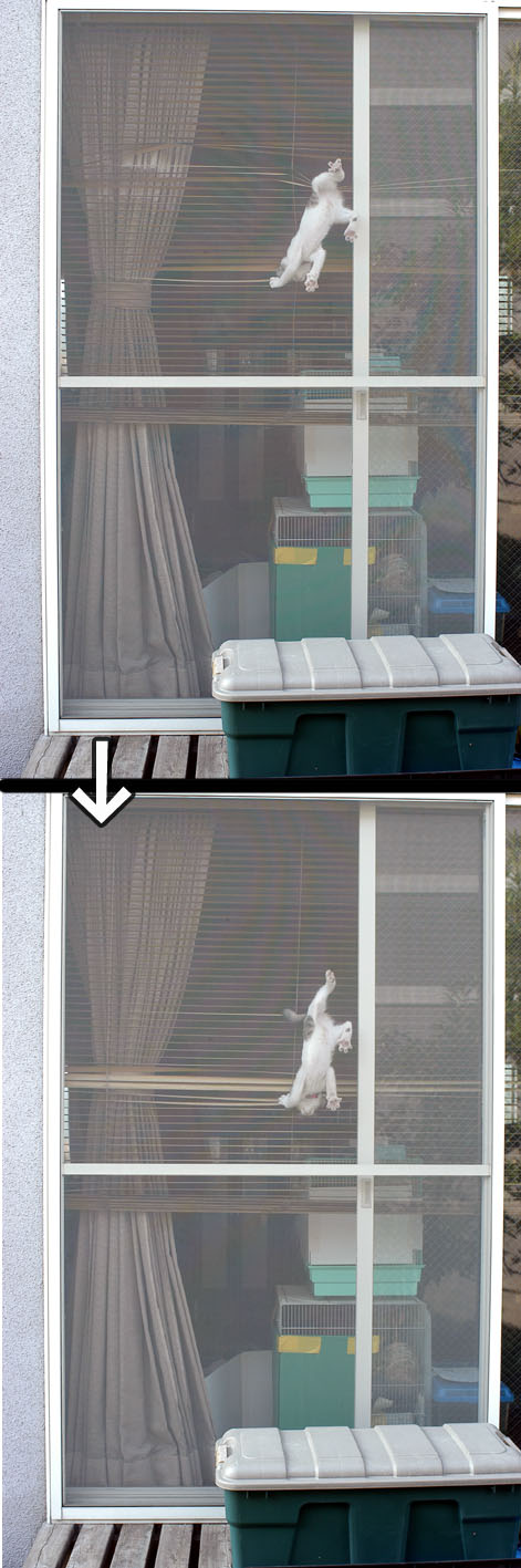 うちのとらまる