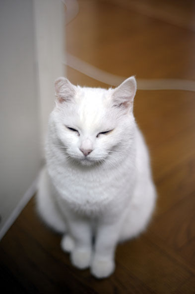 うちのとらまる