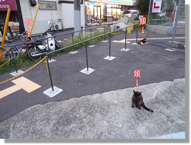 うちのとらまる