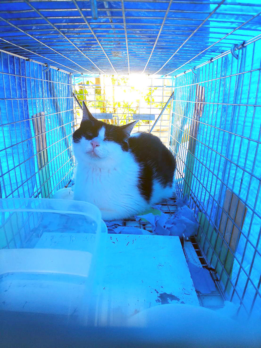 ウナネコおむすびちゃん 里親募集始まる うちのとらまる Powered By ライブドアブログ