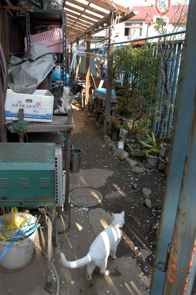 うちのとらまる