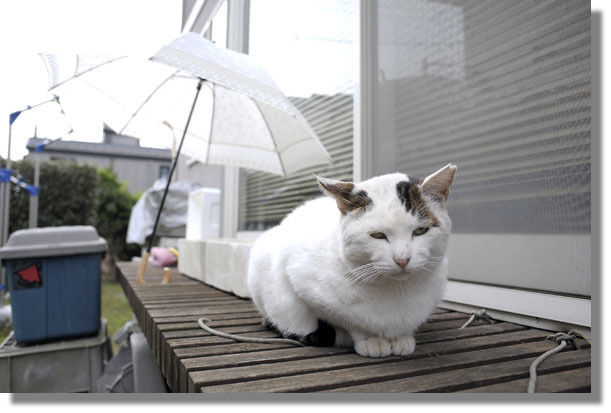 うちのとらまる