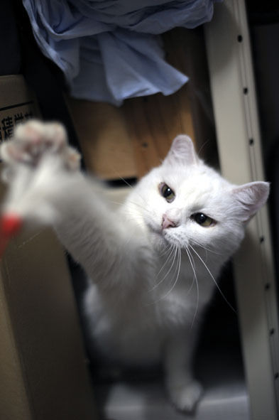 うちのとらまる