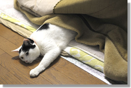うちのとらまる